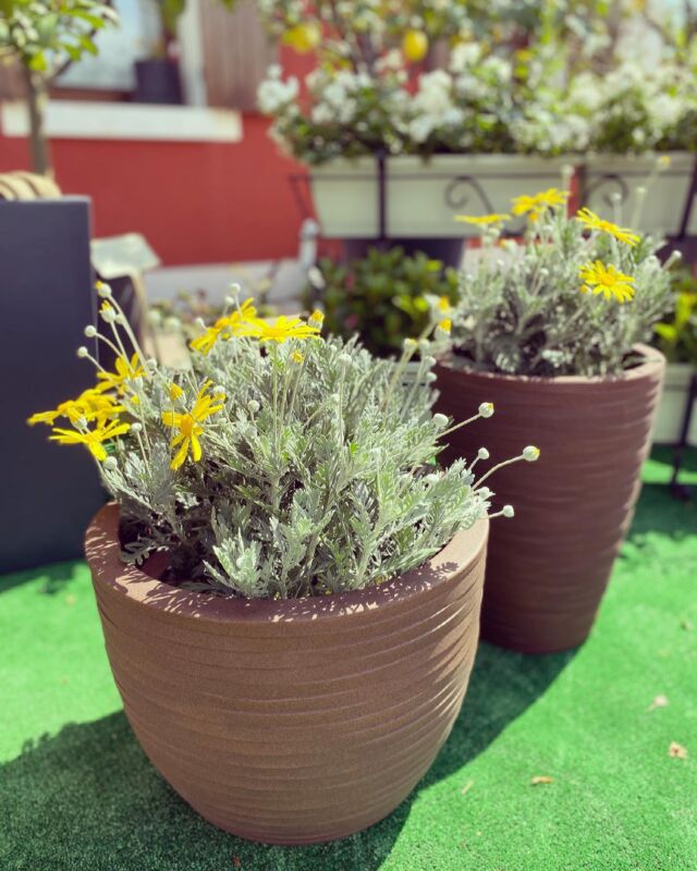 Linea elegance🤎💛 
#agraria #agrarialucchese #vasi #vasinhosdecorativos #elegance #elegancestyle #flowers #brown #yellow #garden #sweetgarden