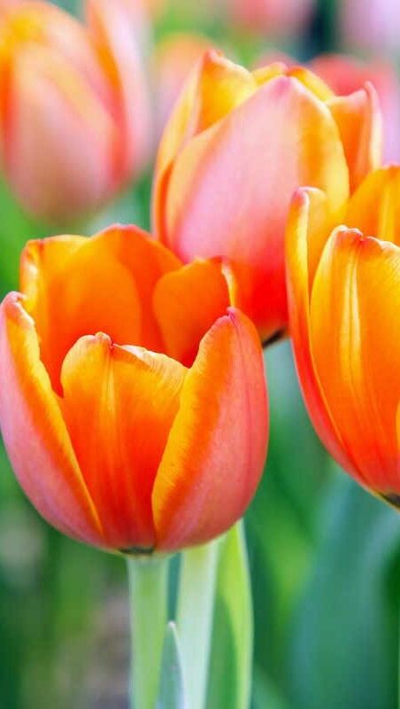 Piantiamo i tulipani 🌷
Occorrente:
- guanti 
- tulipani
- terriccio di alta qualità 
- paletta 
- concime Nitroposka 
- acqua 
.. e poi bisogna solo attendere che sboccino! 🥰
#tulipani #comefare #homemade #piantiamotulipani #tulips #flowers #fiori #tulipanicolorati #garden #giardino #faidate